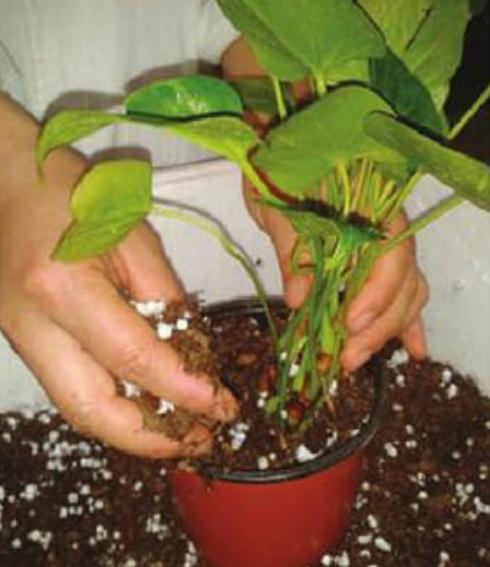 红掌的繁殖方法