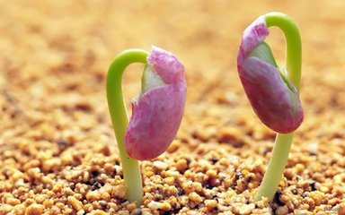 红掌的繁殖方法