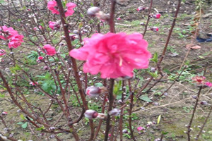 桃花的栽培方法