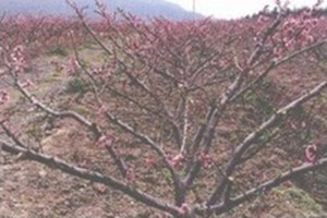桃花的栽培方法