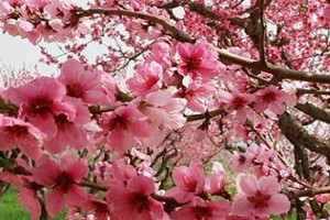 桃花的栽培方法