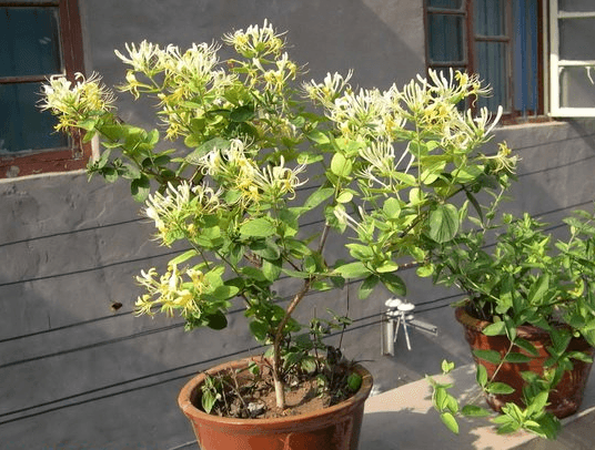 金银花的家庭养护技巧大全