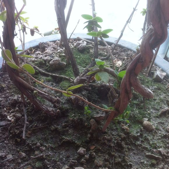 金银花如何盆栽养护