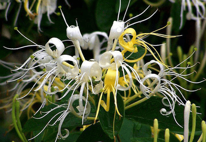 金银花如何盆栽养护