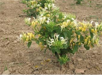 金银花如何盆栽养护