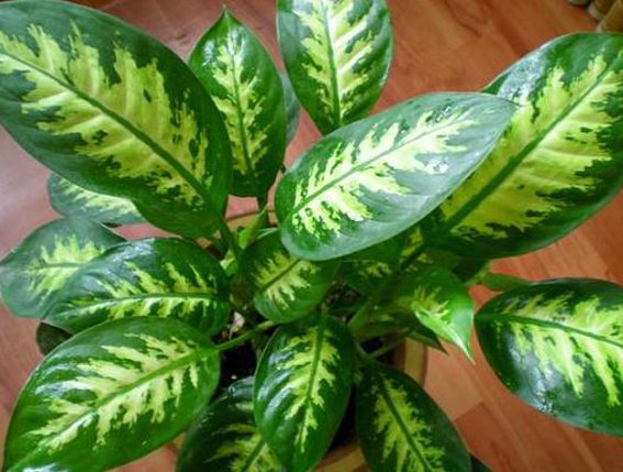 花叶万年青的养护技巧