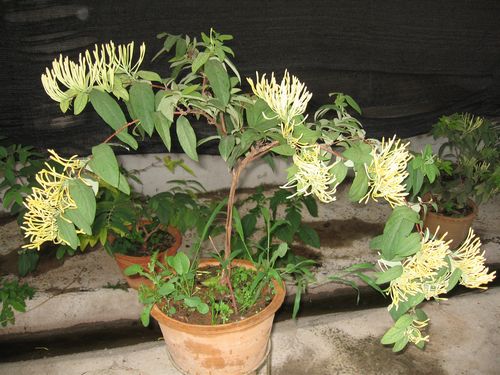 金银花如何盆栽养护