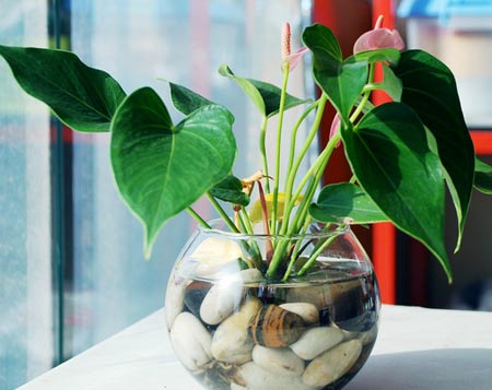 红掌浇水施肥方法