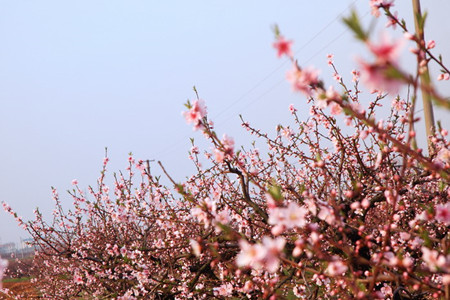 桃花盆景养护的三大要点