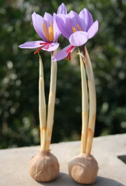 藏红花的繁殖方法