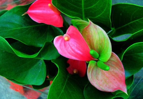 红掌四季养护方法