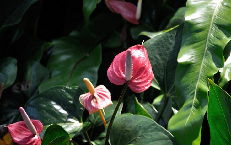 红掌四季养护方法