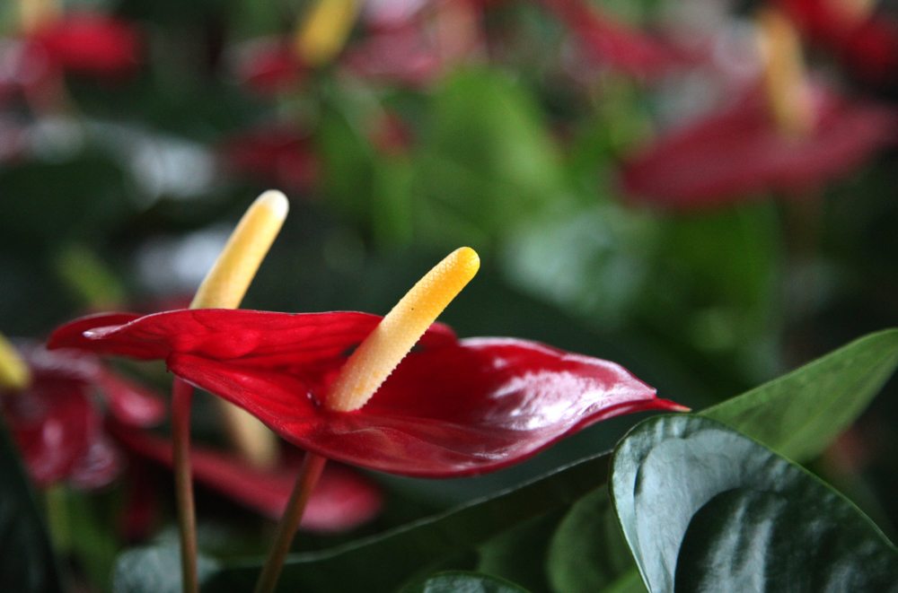 红掌四季养护方法