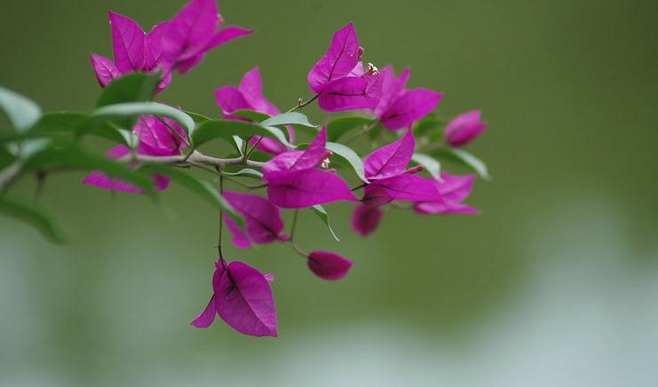 三角梅冬天如何种植