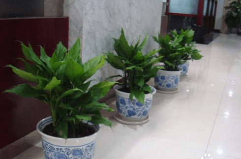 花叶万年青的养殖方法和注意些什么