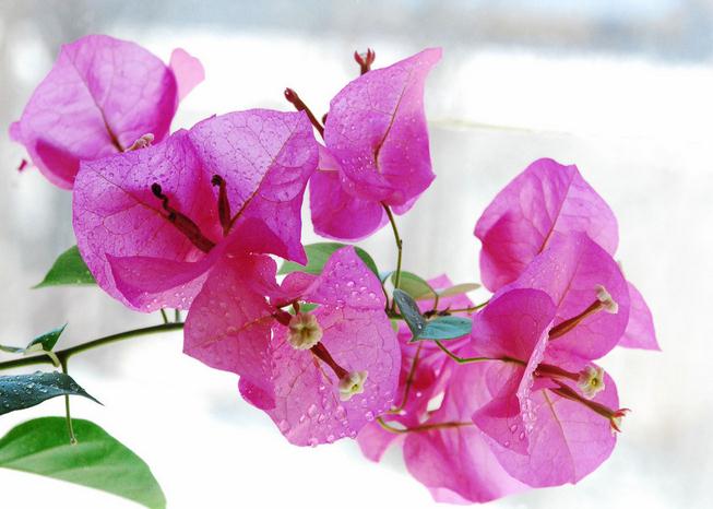 三角梅冬天如何种植