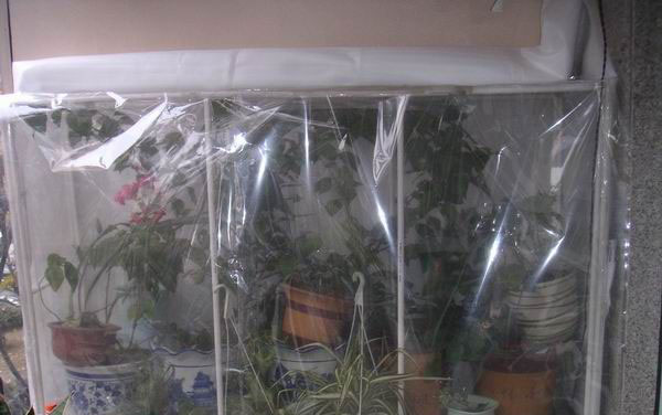 三角梅冬天如何种植