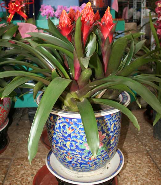 火炬花如何种植