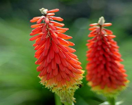 火炬花如何种植