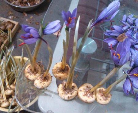 如何选藏红花种球