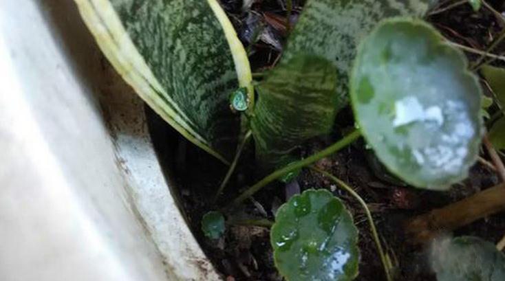 虎皮兰的扦插方法