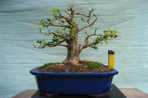 七里香的养殖方法和注意些什么