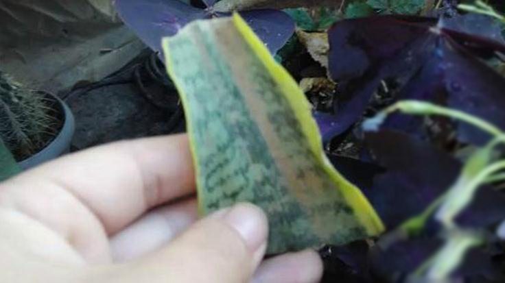 虎皮兰的扦插方法