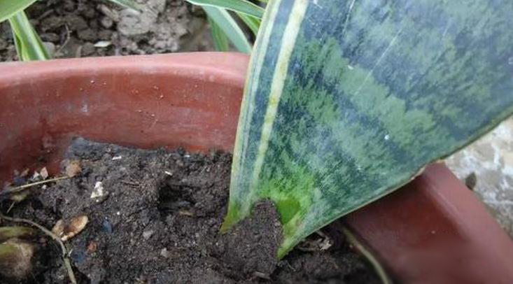 虎皮兰的扦插方法