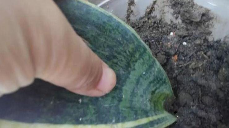 虎皮兰的扦插方法