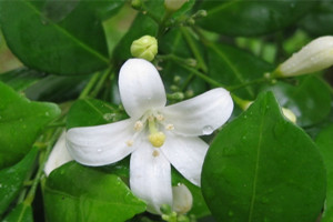 七里香的养殖方法和注意些什么