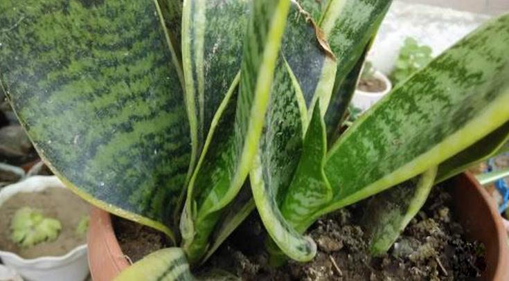 虎皮兰的扦插方法