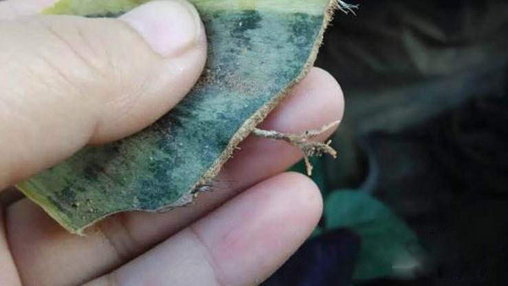 虎皮兰的扦插方法