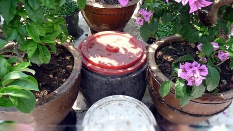 盆栽三角梅如何施肥