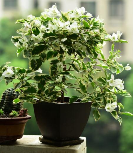 盆栽三角梅如何施肥