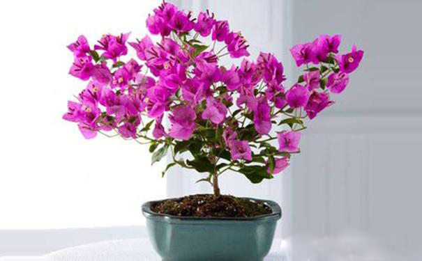 盆栽三角梅如何施肥