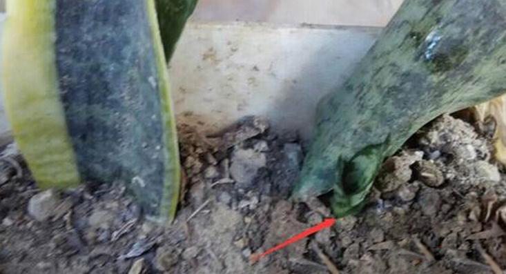 虎皮兰的扦插方法