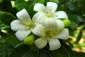 七里香的养殖方法和注意些什么