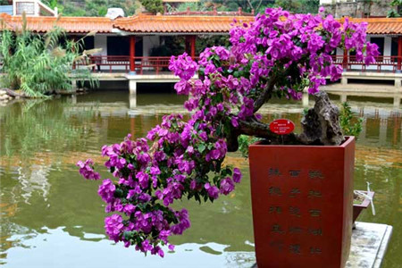 三角梅的修剪方法