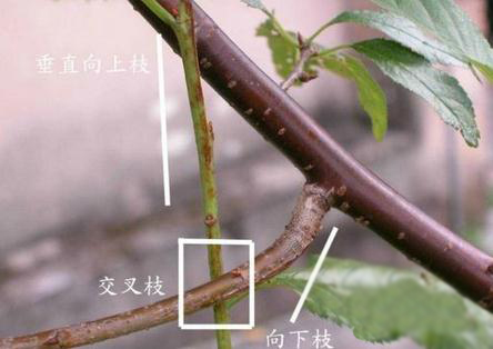 三角梅的修剪方法