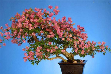 三角梅的修剪方法