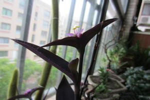 盆栽紫罗兰的花期管理