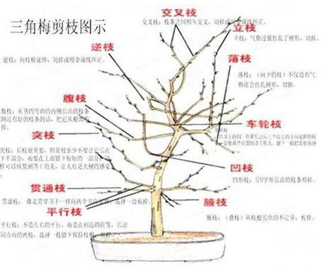 三角梅的修剪方法