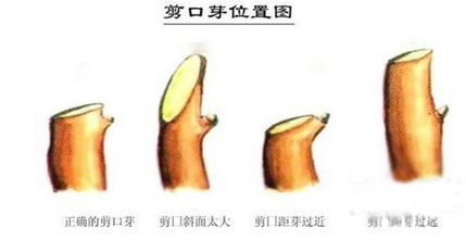 三角梅的修剪方法