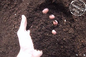 家庭养花如何自制花肥