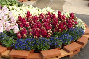 盆栽紫罗兰的花期管理