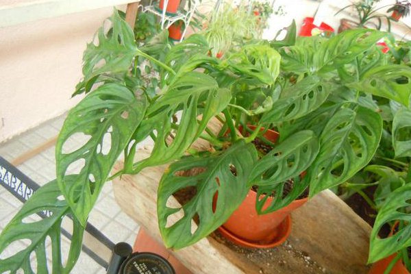 龟背竹如何越冬