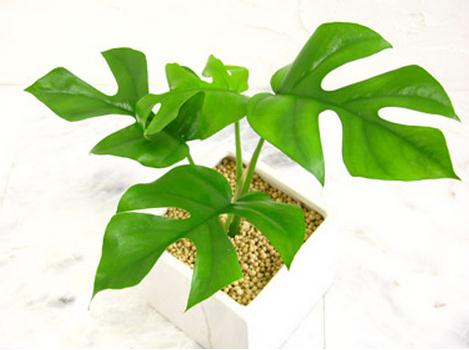 龟背竹如何越冬