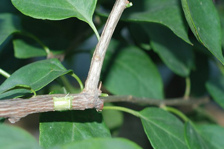 三角梅的繁殖方法和注意些什么