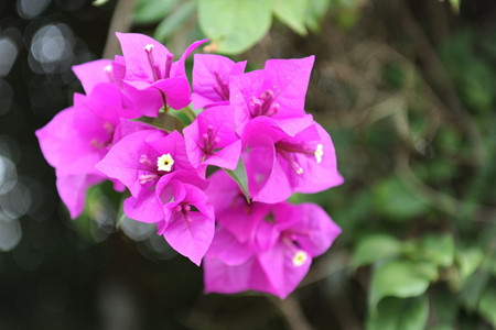 三角梅的繁殖方法和注意些什么