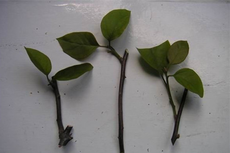 三角梅的繁殖方法和注意些什么